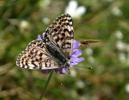 Attēlu rezultāti vaicājumam “Melitaea didyma underside”