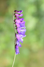 Attēlu rezultāti vaicājumam “Vicia cracca”