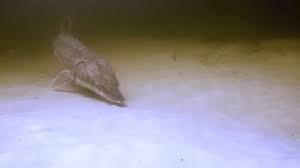 Image result for Acipenser desotoi