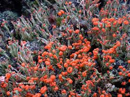 Attēlu rezultāti vaicājumam “Cladonia floerkeana”