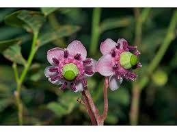 Attēlu rezultāti vaicājumam “Chimaphila umbellata”