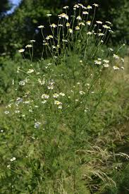 Attēlu rezultāti vaicājumam “Tripleurospermum inodorum leaf”