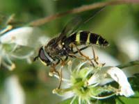 Attēlu rezultāti vaicājumam “Dasysyrphus tricinctus”