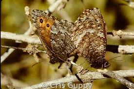 Attēlu rezultāti vaicājumam “Oeneis jutta underside”