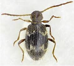 Attēlu rezultāti vaicājumam “Ptinus sp. male”