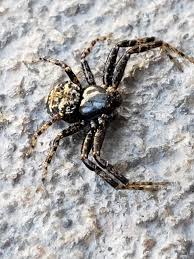 Attēlu rezultāti vaicājumam “Xysticus bifasciatus female”