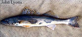 Image result for Sander canadensis