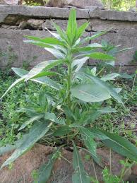 Attēlu rezultāti vaicājumam “Oenothera biennis leaf”