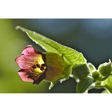 Image result for beladona