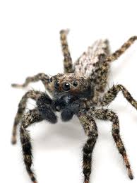 Attēlu rezultāti vaicājumam “Salticidae”