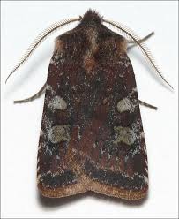 Attēlu rezultāti vaicājumam “Cerastis leucographa”