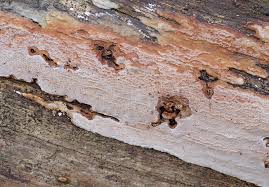 Attēlu rezultāti vaicājumam “Skeletocutis stellae”