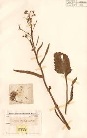 Image result for Thaddus Haenke