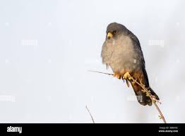 Attēlu rezultāti vaicājumam “Falco vespertinus adult”