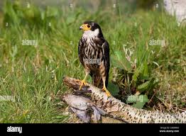 Attēlu rezultāti vaicājumam “Falco subbuteo adult”