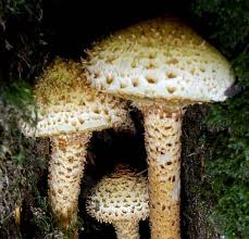 Attēlu rezultāti vaicājumam “Pholiota squarrosa”