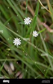 Attēlu rezultāti vaicājumam “Stellaria palustris”