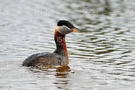 Image result for Podiceps grisegena