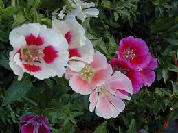 images?q=tbn:ANd9GcRs79rGMj8aJu6I3uapCqCAfGpIGmq5_FoSWokbAwYzteJCBiiK