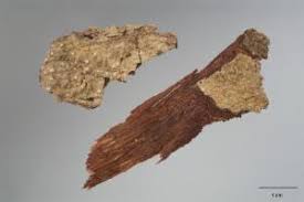 Attēlu rezultāti vaicājumam “Coenogonium pineti”