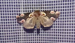 Attēlu rezultāti vaicājumam “Thyatira batis imago”