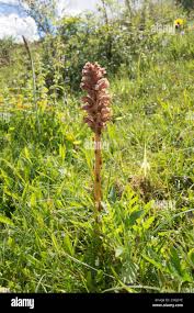 Attēlu rezultāti vaicājumam “Orobanche elatior flower”