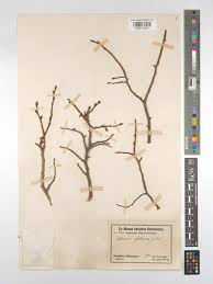 Attēlu rezultāti vaicājumam “Ulmus minor f. suberosa”