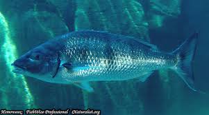 Image result for Lithognathus lithognathus