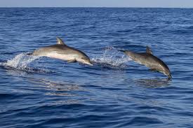 Image result for Belfairs Dolphins Snorkelling Club