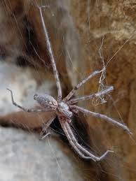 Attēlu rezultāti vaicājumam “Tegenaria sp.”