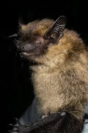 Attēlu rezultāti vaicājumam “Eptesicus nilssonii”