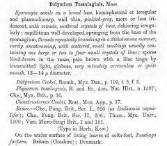 Attēlu rezultāti vaicājumam “Didymium tussilaginis sessile”