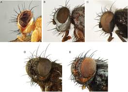 Attēlu rezultāti vaicājumam “Trichia alpina macro”