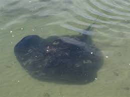 Image result for Bathytoshia brevicaudata