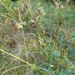 Attēlu rezultāti vaicājumam “Silene tatarica”