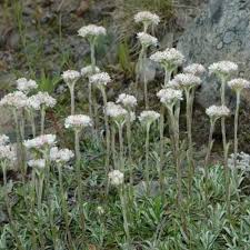 Attēlu rezultāti vaicājumam “Antennaria dioica fruit”