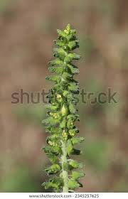 Attēlu rezultāti vaicājumam “Ambrosia artemisiifolia”