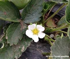 Attēlu rezultāti vaicājumam “Fragaria x ananassa flower”