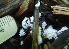 Attēlu rezultāti vaicājumam “Ceratiomyxa fruticulosa spores”