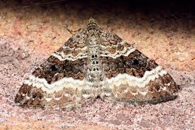 Attēlu rezultāti vaicājumam “Epirrhoe alternata”