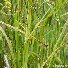Attēlu rezultāti vaicājumam “Carex pseudocyperus”