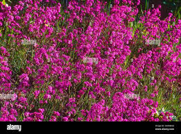 Image result for Pechnelke