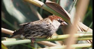 Image result for Passer hispaniolensis