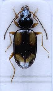 Attēlu rezultāti vaicājumam “Bembidion quadrimaculatum”