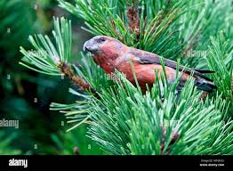 Attēlu rezultāti vaicājumam “Loxia pytyopsittacus male”