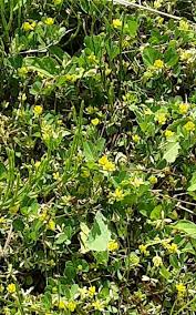 Attēlu rezultāti vaicājumam “Trifolium dubium”