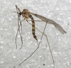 Attēlu rezultāti vaicājumam “Trichocera”