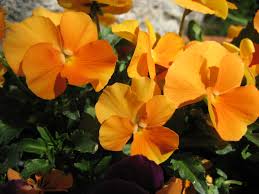 Image result for Hornveilchen