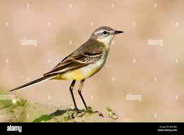 Attēlu rezultāti vaicājumam “Motacilla flava flava”