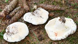 Attēlu rezultāti vaicājumam “Lactarius bertillonii”